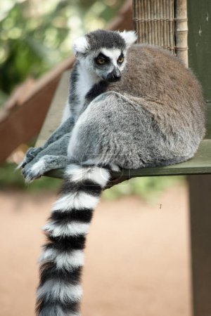 The Ring-tailed lemur backs is grey with grey limbs and dark grey heads and necks. They have white bellies. Their faces are white with dark triangular eye patches and a black nose.