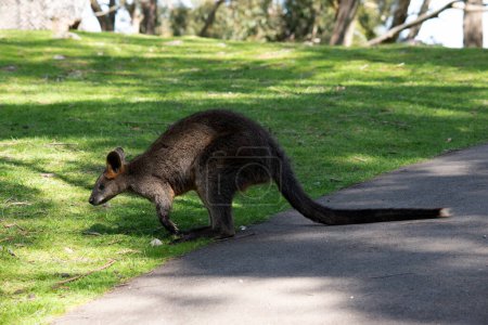 Le wallaby marécageux a une fourrure brun foncé, souvent avec des taches rouillées plus claires sur le ventre, la poitrine et la base des oreilles.