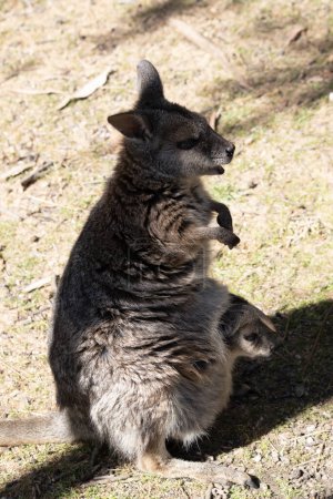 el tammar wallaby tiene partes superiores grisáceas oscuras con una parte inferior más pálida y lados y extremidades de color rufo. El tammar wallaby tiene rayas blancas en la cara.