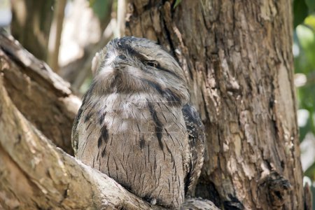 the tawny frogmouth  plumage is mottled grey, white, black and rufous  the feather patterns help them mimic dead tree branches. they have bright yellow eyes.