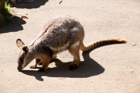The Yellow-footed Rock-wallaby is brightly coloured with a white cheek stripe and orange ears.