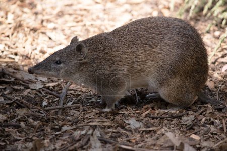 Los bandicoots son del tamaño de una rata y tienen un hocico puntiagudo, espalda jorobada, cola delgada y pies traseros grandes.