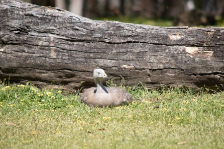 The Cape Barren Goose is a very large, pale grey goose with a relatively small head. 