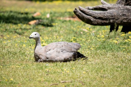 The Cape Barren Goose is a very large, pale grey goose with a relatively small head.