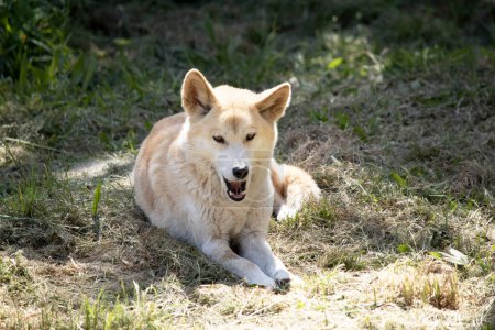 Dingos sind hundeähnliche Wölfe. Dingos haben eine lange Schnauze, aufrechte Ohren und kräftige Krallen. Sie haben normalerweise ein Ingwerfell und die meisten haben weiße Markierungen an Füßen, Schwanzspitze und Brust..