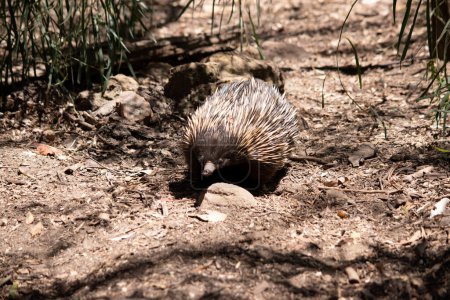 the short nosed echidna has strong-clawed feet and spines on the upper part of a brownish body