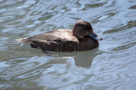 The Hardhead also White-eyed Duck has a brown body and white underside. 