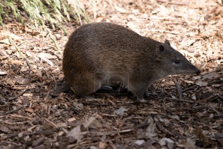 Los bandicoots son del tamaño de una rata y tienen un hocico puntiagudo, espalda jorobada, cola delgada y pies traseros grandes.