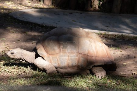 Photo for Aldabras Tortoises are one of the world's largest land tortoises - Royalty Free Image