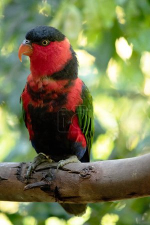 The Black capped lory has green wings, red head and upper body, a black cap and blue legs and belly.