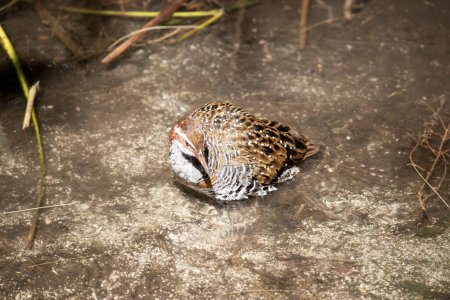 The Buff-banded Rail has a distinctive grey eyebrow and an orange-brown band on its streaked breast. The lores, cheek and hindneck are rich chestnut.