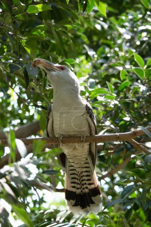 the Channel-billed Cuckoo has a massive pale, down-curved bill, grey plumage (darker on the back and wings) and long barred tail