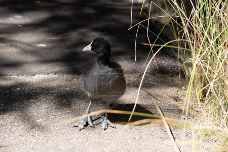 Der Blässhühner ist ein schwarzer Seevogel mit weißem Frontschild