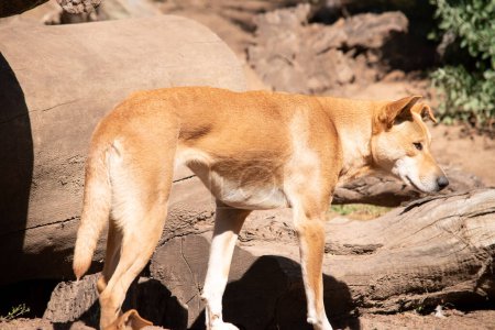 Dingos sind hundeähnliche Wölfe. Dingos haben eine lange Schnauze, aufrechte Ohren und kräftige Krallen. Sie haben normalerweise ein Ingwerfell und die meisten haben weiße Markierungen an Füßen, Schwanzspitze und Brust..