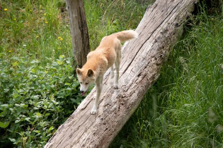 Dingos haben eine lange Schnauze, aufrechte Ohren und kräftige Krallen. Sie haben normalerweise ein Ingwerfell und die meisten haben weiße Markierungen an Füßen, Schwanzspitze und Brust..