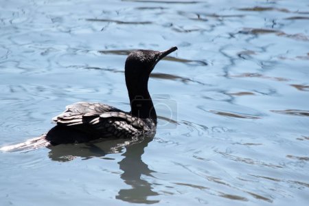 el pequeño cormorán negro es un pájaro marino totalmente de espalda
