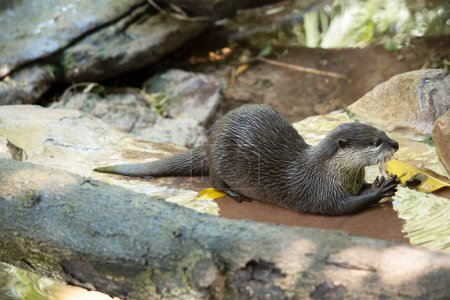 Asian small clawed otters are small, with short ears and noses, elongated bodies, long tails, and soft, dense fur.