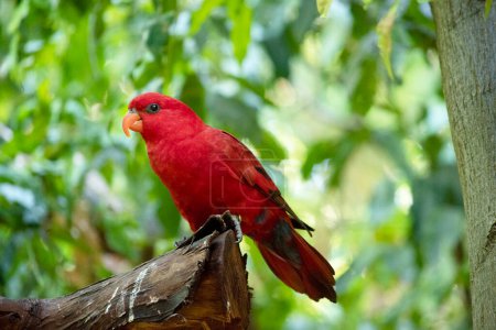 le Lori rouge est principalement rouge et tout le plumage du haut du corps est rouge. Il y a des marques rouges, bleues et noires sur le dos et les ailes,