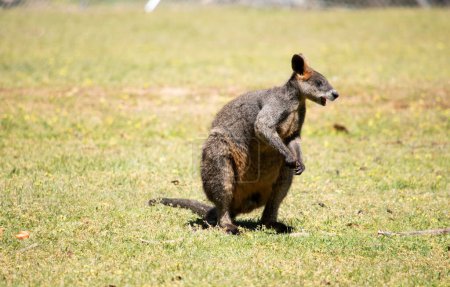 El wallaby pantano tiene piel de color marrón oscuro, a menudo con manchas oxidadas más claras en el vientre, el pecho y la base de las orejas.
