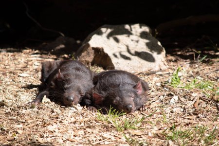 Tasmanische Teufel haben schwarzes Fell mit einem großen weißen Streifen über der Brust und einer seltsamen Linie auf dem Rücken.