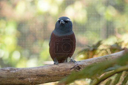 The white browed woodswallow is a grey bird with a dark grey face and white eyebrow