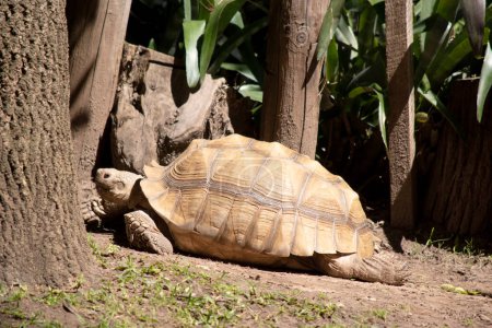 Die Aldabra-Schildkröte lebt auf einer Insel