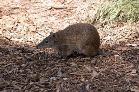 Bandicoots are about the size of a rat and have a pointy snout, humped back, thin tail and large hind feet