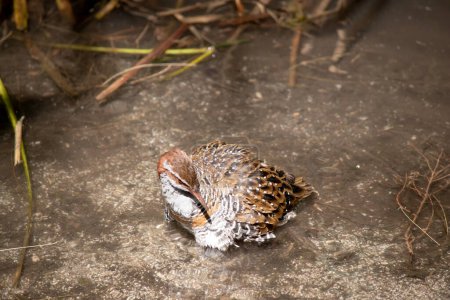 The Buff-banded Rail has a distinctive grey eyebrow and an orange-brown band on its streaked breast. The lores, cheek and hindneck are rich chestnut.