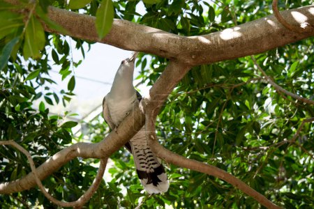 le coucou à bec gris a un bec massif pâle et incurvé vers le bas, un plumage gris (plus foncé sur le dos et les ailes) et une longue queue barrée