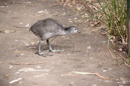 the Eurasian coot chick is grey when it is little