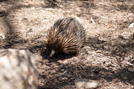 the short nosed has strong-clawed feet and spines on the upper part of a brownish body. The snout is narrow and the mouth is small, with a tongue that is long and sticky 