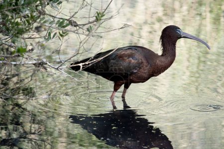 El cuello ibis brillante es de color marrón rojizo y el cuerpo es de color marrón bronce con un brillo iridiscente metálico en las alas..