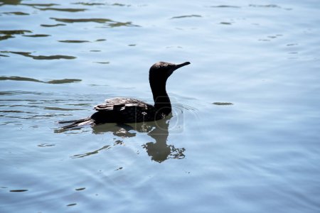 the little black cormorant is a totally black sea bird