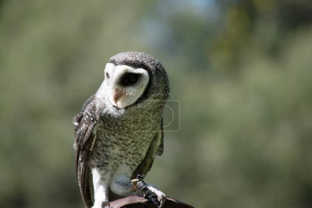 The lesser sooty owl is a dark sooty-grey in color, with large eyes in a grey face, fine white spotting above and below, and a pale belly.