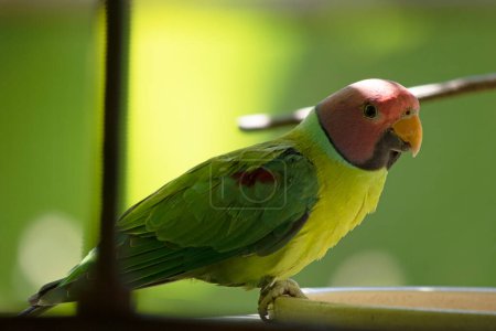 Der Pflaumenkopfsittich ist ein überwiegend grüner Papagei. Das Männchen hat einen roten Kopf, der auf der Rückseite der Krone, des Nackens und der Wangen violett-blau ist.,