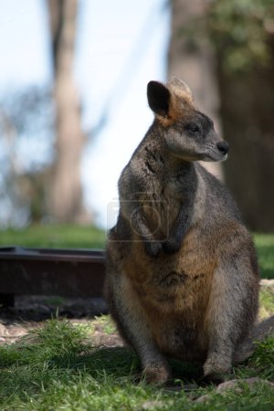 Le wallaby marécageux a une fourrure brun foncé, souvent avec des taches rouillées plus claires sur le ventre, la poitrine et la base des oreilles.
