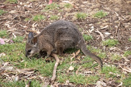 The tammar wallaby has dark greyish upperparts with a paler underside and rufous-coloured sides and limbs. The tammar wallaby has white stripes on its face