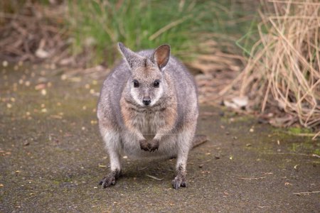 el tammar wallaby tiene partes superiores grisáceas oscuras con una parte inferior más pálida y lados y extremidades de color rufo. El tammar wallaby tiene rayas blancas en la cara.