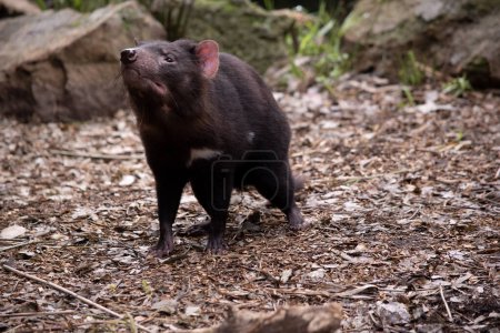 Les diables de Tasmanie ont la taille d'un petit chien. Les diables ont une fourrure noire avec une large bande blanche sur leur poitrine et la ligne étrange sur leur dos