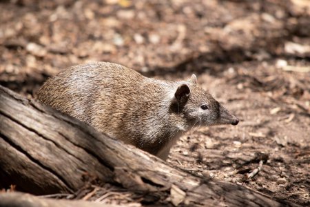 Foto de Los bandicoots son del tamaño de una rata y tienen un hocico puntiagudo, espalda jorobada, cola delgada y pies traseros grandes. - Imagen libre de derechos