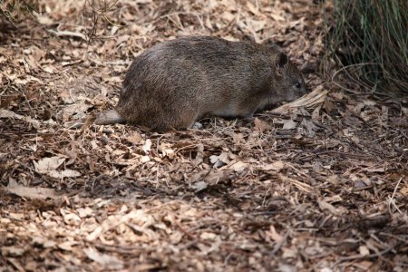 Bandicoots are marsupials that have a pointy snout, humped back, thin tail and large hind feet