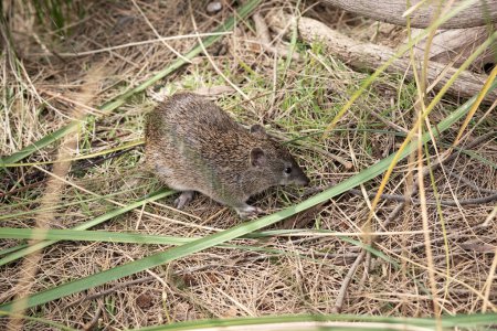 Southern Brown Bandicoots are about the size of a rabbit, and have a pointy snout, humped back, thin tail and large hind feet