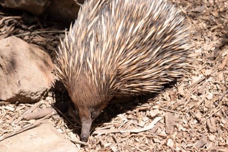 the short nosed echidna has strong-clawed feet and spines on the upper part of a brownish body