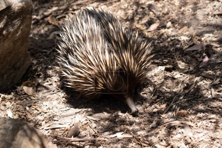 the short nosed echidna has strong-clawed feet and spines on the upper part of a brownish body.