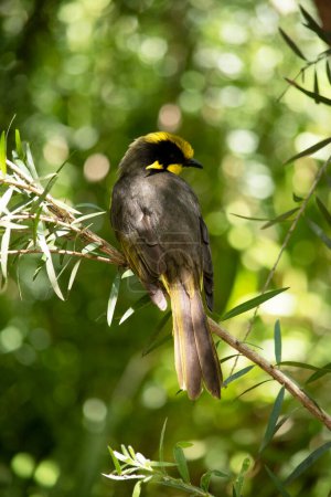 The helmeted honeyeater has a bright yellow forehead, crown and throat with black around its eyes. 