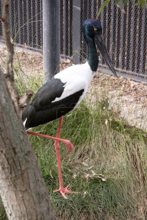 The head and neck of a jabiru are black with an iridescent green and purple sheen. The male has black eyes the female has yellow