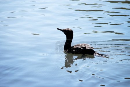the little black cormorant is a totally black sea bird