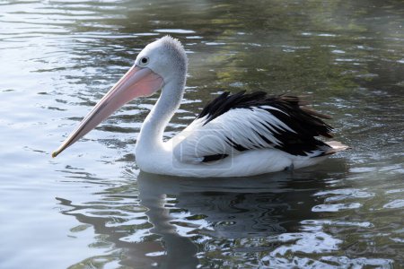 Der Pelikan ist ein schwarz-weißer Seevögel mit einem großen rosa Schnabel