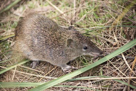 Southern Brown Bandicoots are about the size of a rabbit, and have a pointy snout, humped back, thin tail and large hind feet