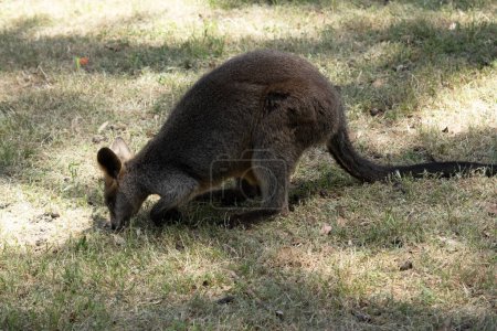 the swamp wallaby is eating grass